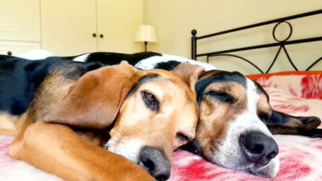Divertido-momento-de-un-perro-hembra-mirando-curioso-y-luego-se-encuentra-al-lado-del-perro-macho-que-duerme-profundamente.
