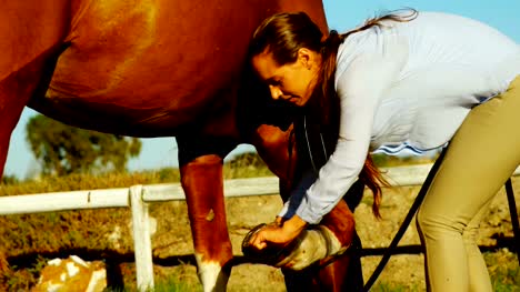 Veterinarian-doctor-checking-a-horse-4k