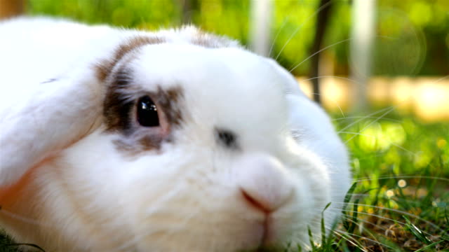 Close-up-of-fluffy-white-rabbit,-4k