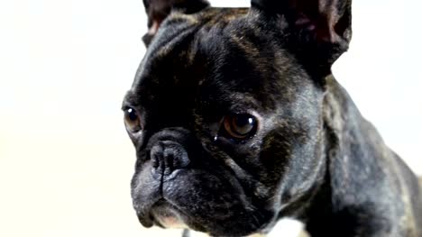Tiere-Hund-französische-Bulldogge-close-up-portrait