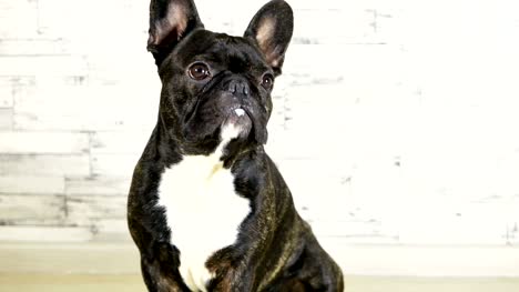 bulldog-francés-sentado-de-animal-perro-lame-su-bozal