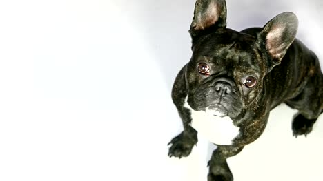 bulldog-francés-de-perro-animal-sentado-sobre-fondo-blanco