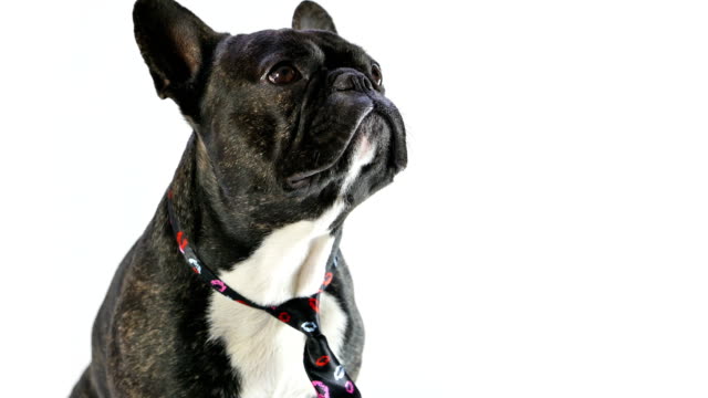 Bulldog-francés-lamiendo-sentado-en-una-corbata-sobre-un-fondo-blanco