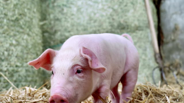 A-piglet-newborn-standing-on-a-straw-in-the-farm.-concept-of-biological-,-animal-health-,-friendship-,-love-of-nature-.-vegan-and-vegetarian-style-.-respect-for-animals.