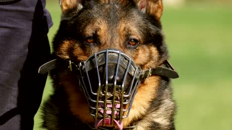 Gendarmerie-dog-portrait