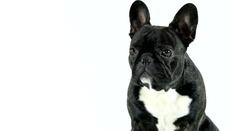 Bulldog-francés-perro-sentado-y-mirando,-fondo-blanco
