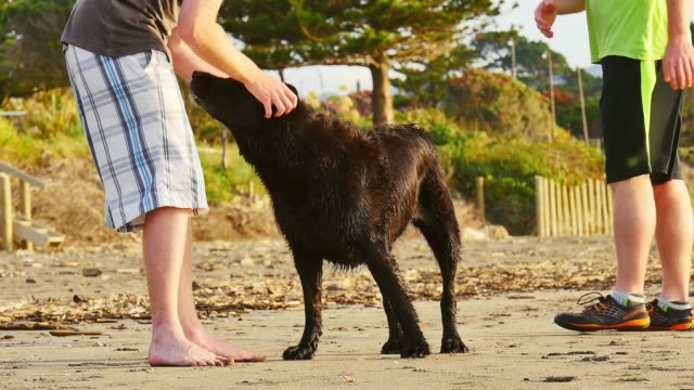 Menschen-streicheln-einen-Hund-am-Strand