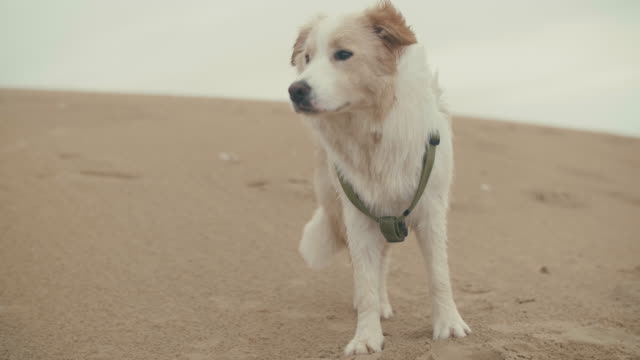 Aufmerksamen-Hund-zuschauen-Dinge-am-Strand