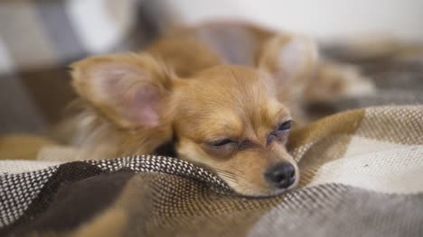 Chihuaha-liebenswert-lustig-Hund-schläft-auf-plaid