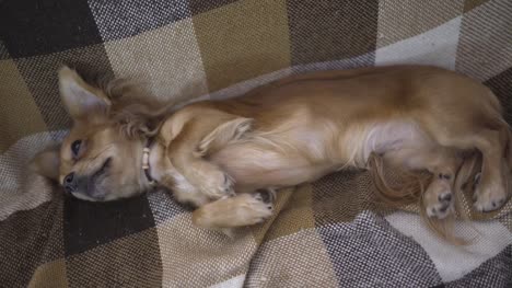adorable-funny-dog-chihuaha-sleeps-on-plaid