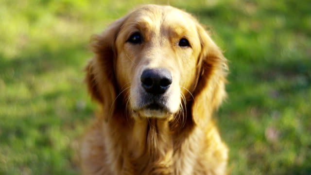 Porträt-eines-schönen-Golden-Retriever-Hund