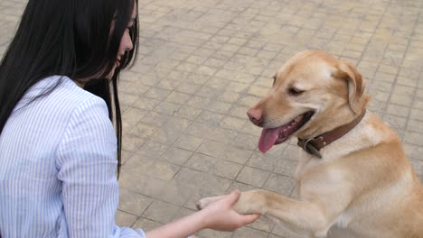 Junge-Frau-Handshake-mit-ihrem-Hund,-4k