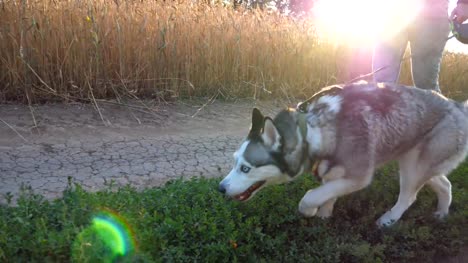 Close-up-of-young-siberian-husky-dog-pulling-the-leash-while-walking-along-road-near-wheat-field-at-sunset.-Feet-of-young-girl-going-along-the-path-near-meadow-with-her-cute-pet.-Low-angle-view