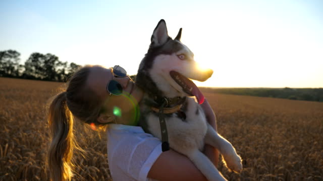 Close-up-of-happy-girl-in-sunglasses-hugging-and-kissing-her-siberian-husky-dog-among-the-spikelets-at-meadow.-Female-owner-with-blonde-hair-spending-time-together-with-her-pet-on-golden-wheat-field.
