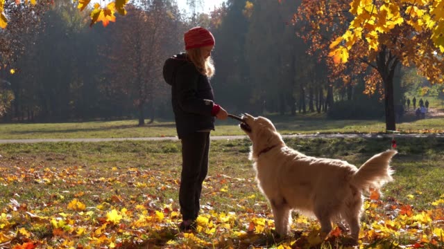 glückliches-kleine-Mädchen-von-europäischen-Erscheinungsbild-ist-Spaß-spielen-im-Herbst-Park-mit-einem-großen-schönen-Hund