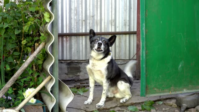 Watchdog-black-and-white-dog-looks-into-the-camera-and-barks-sitting-in-the-yard-on-a-chain.