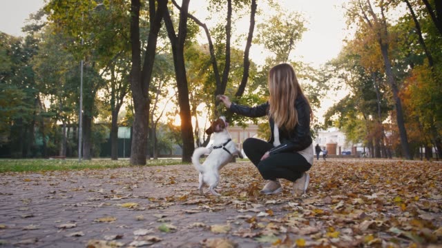 Young-woman-playing-with-cute-jack-russel-terrier-in-autumn-park-during-sunset,-slow-motion