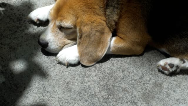 Perro-beagle-adorable-durmiendo-en-el-piso-bajo-la-luz-solar