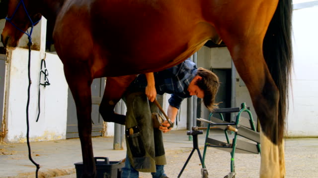 Woman-putting-horseshoes-in-horse-leg-4k