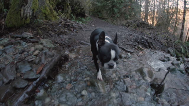 Low-Fisheye-of-Boston-Terrier-Dog-Crossing-Stream-on-Hiking-Adventure