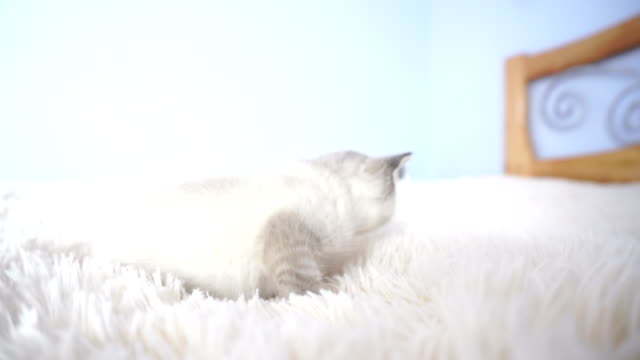 pequeño-Kitty-en-la-cama