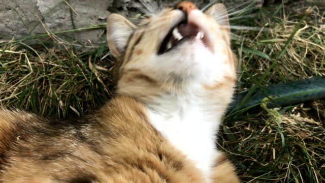 colored-furry-cat-lying-on-the-street-and-yawns