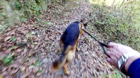 Sweet-dog-is-on-a-leash-in-forest-path.-POV-from-the-master's-hand