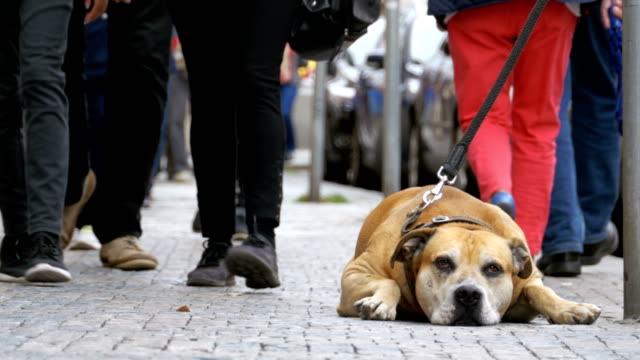 Treuen-unglückliche-Hund-liegend-auf-dem-Bürgersteig-und-Besitzer-warten.-Die-Beine-der-Masse-nicht-gleichgültig-Menschen-vorbei