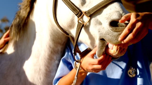 Veterinarian-examining-horse-mouth-in-ranch-4k