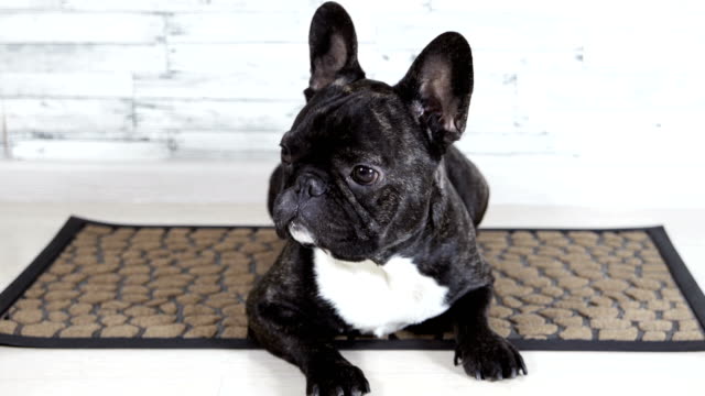 Tiere-Hund-französische-Bulldogge-liegend-auf-dem-Teppich