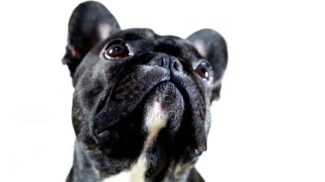 Tiere-Hund-französische-Bulldogge-close-up-portrait