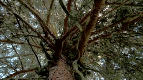 Musgo-cuelga-de-una-rama-de-árbol-en-el-sotobosque-del-bosque,-Georgia