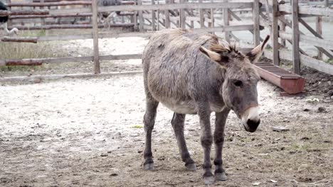 Burro-va-al-corral-y-en-el-suelo-buscando-comida