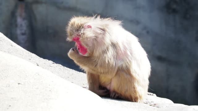 Affen-in-Japan,-die-sich-wie-Menschen-benehmen