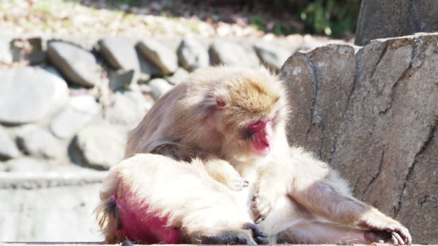 Monos-en-Japón-que-se-comportan-como-seres-humanos