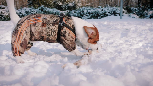 Perro-de-Jack-Russell-terrier-jugando-en-la-nieve