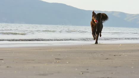 Ein-Hund-läuft-direkt-am-Meer-bei-Sonnenuntergang-mit-einem-Ball-im-Maul