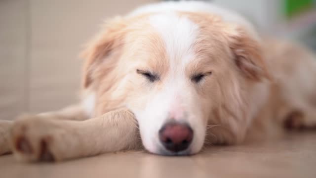 Cute-border-collie-resting-at-home