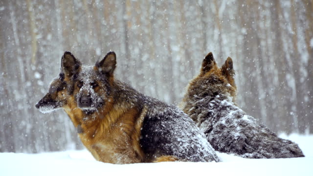 Schäferhund.-Hunde-der-Rasse-Schäferhund-laufen-durch-den-Schnee