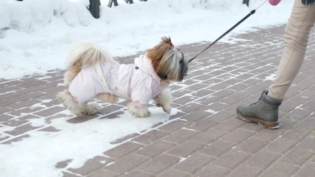 Caminar-con-un-perro.-Chica-es-caminar-con-el-perro-Shih-Tzu-por-el-parque-de-invierno.