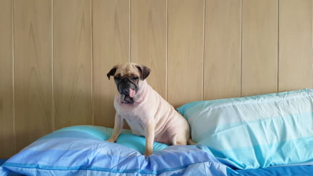 A-cute-Pug-dog-sit-and-laying-on-a-pillow-with-zen-wooden-backdrop-feel-drowsy