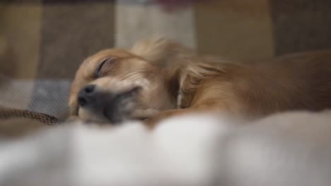 perro-gracioso-adorable-Chihuahua-duerme-en-tela-escocesa,-movimientos-de-la-mano-de-una-persona-una-mascota-tranquila