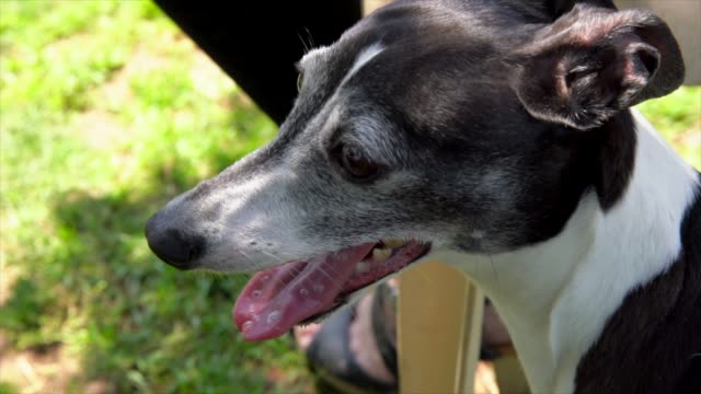 slow-motion-of-Italian-Greyhound-dog-panting-and-salivating-at-dog-park