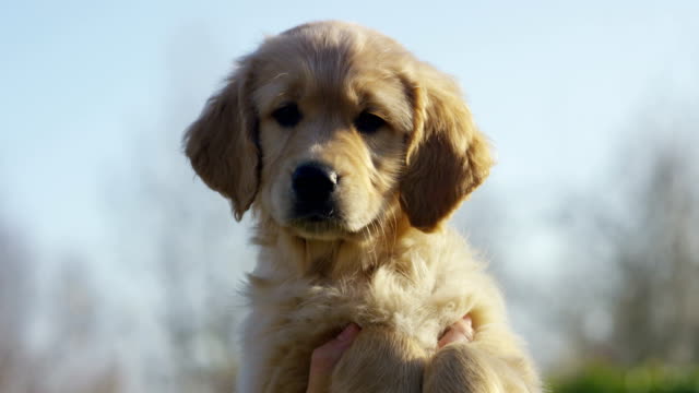 Beautiful-golden-retriever-puppy