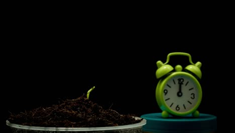 Growing-cucumber-sprout-on-black-background-time-lapse-with-clock