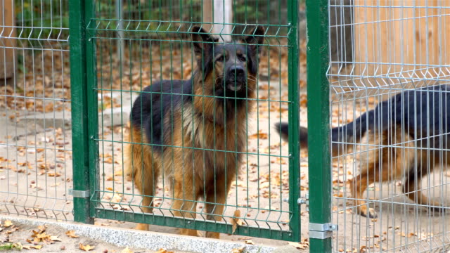 A-barking,-angry,-big,-brown-and-dangerous-dog-walks-behind-a-fence.-The-dog-is-barking-loudly.