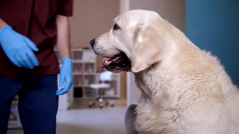 Closeup-veterinario-perro-reunión-paciente-en-clínica-de-cuidado-de-mascotas