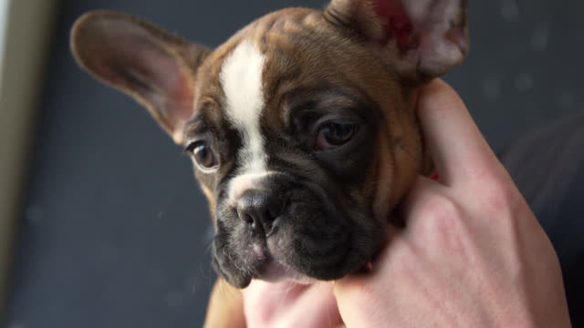 Owner-holding-French-bulldog-puppy-in-hands,-close-up,-shot-on-R3D