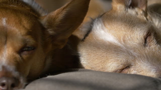 Sleeping-Dog-in-the-sun-light