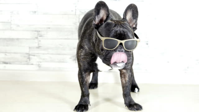 Französische-Bulldogge-mit-Brille-stehend-lecken